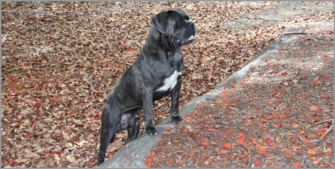 renombre cane corso