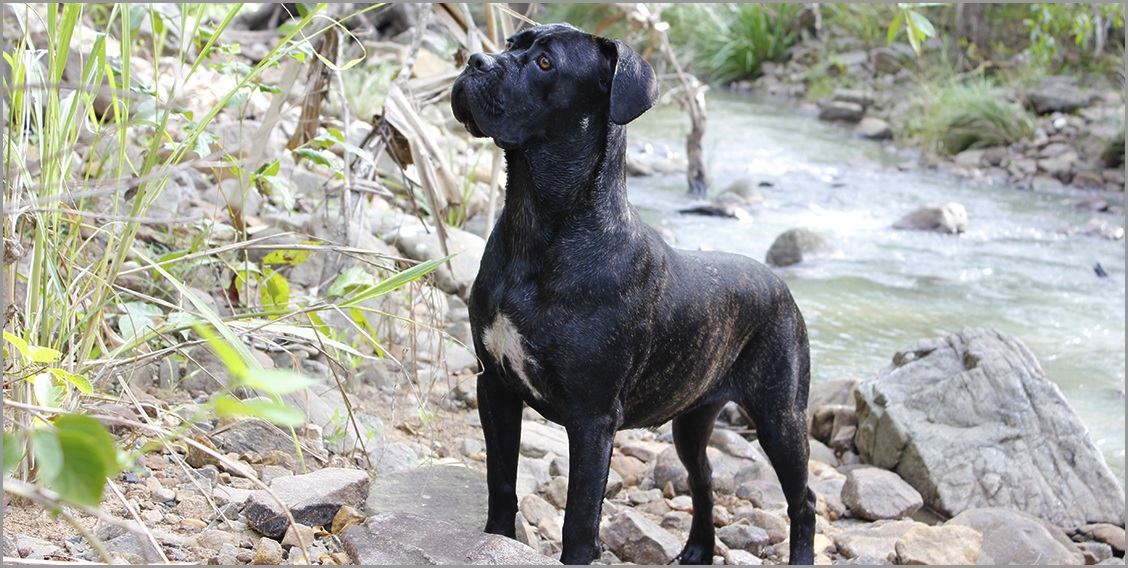renombre cane corso