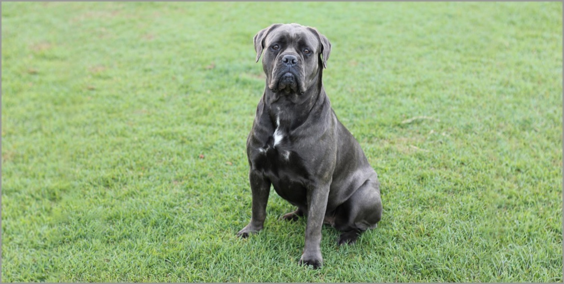renombre cane corso